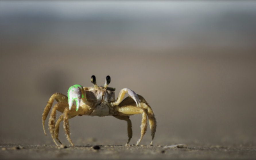 SAM2 result after training