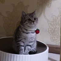 Xue Yang's profile picture