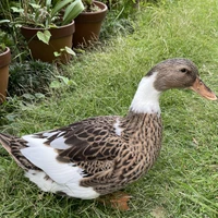 hbranch's profile picture