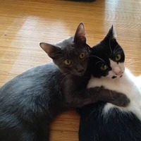 Tomoki Fujihara's profile picture