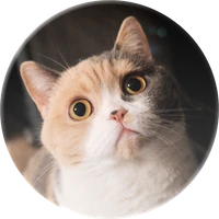 cafe3310's profile picture