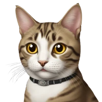 Qiu Yang's profile picture